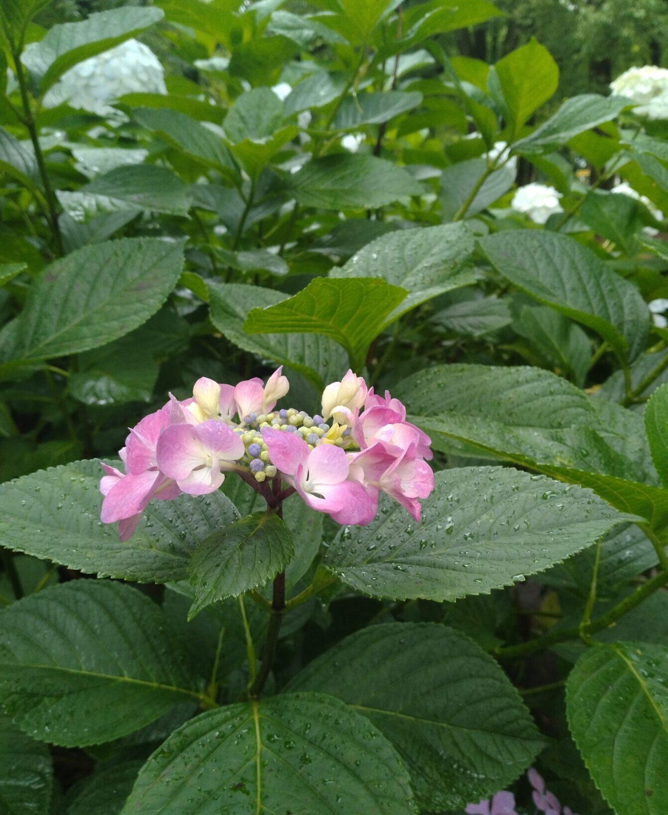 6月、そして、この夏のライブのおしらせ